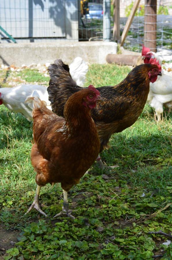 Ca Ulivi Bed and Breakfast Ala Εξωτερικό φωτογραφία